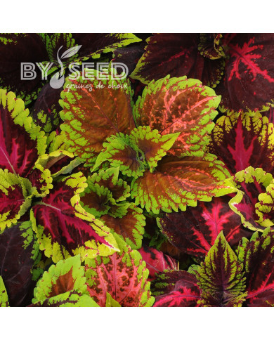 Coléus Kong® Mix