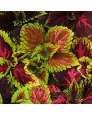 Coléus Colocha Mix