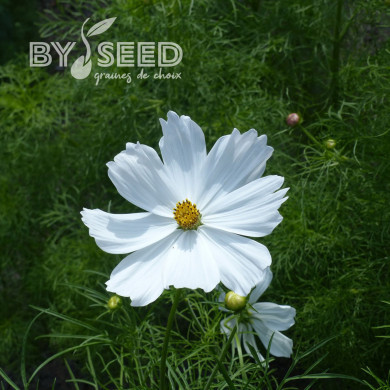 Cosmos Lucinda