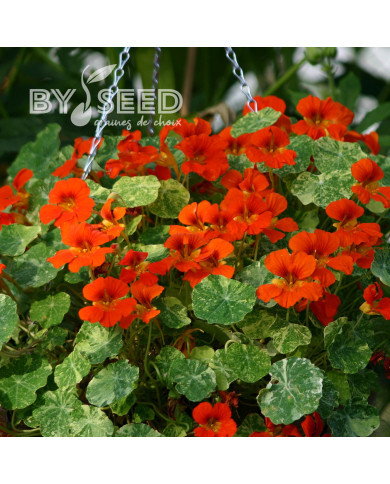 Capucine naine Orange Troika