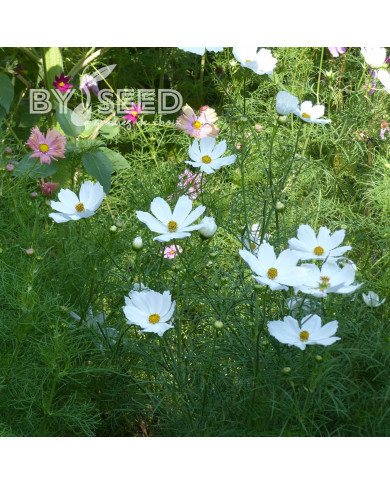 Cosmos Lucinda