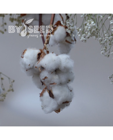 Coton - Gossypium herbaceum