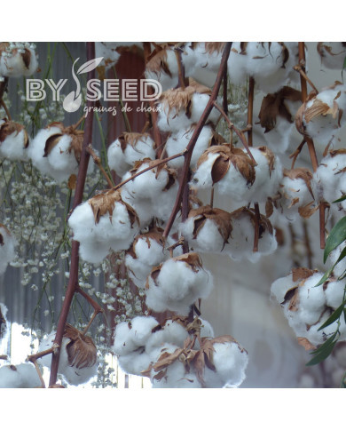 Coton - Gossypium herbaceum