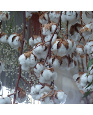 Gypsophile repens Rosea