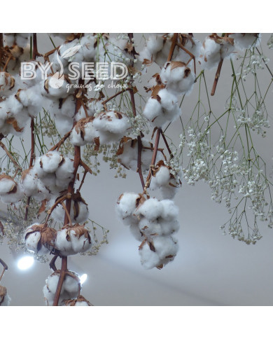 Coton - Gossypium herbaceum