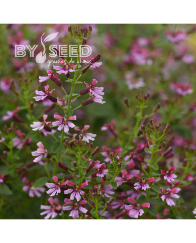 Cuphea Pink Shimmer (graines multi-enrobées)