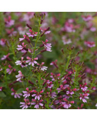 Cyclamen de Naples Lify® Pink Platinum