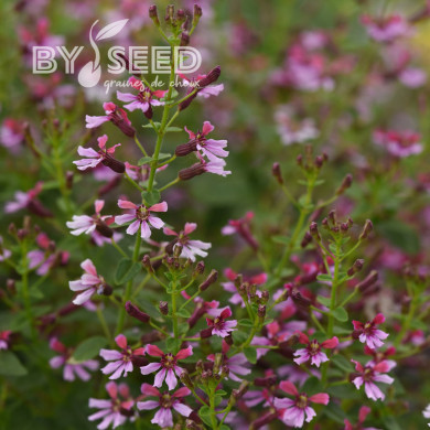 Cuphea Pink Shimmer (graines multi-enrobées)