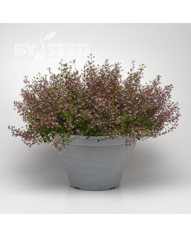 Cuphea Pink Shimmer (graines multi-enrobées)