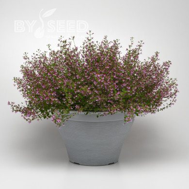 Cuphea Pink Shimmer (graines multi-enrobées)