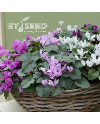 Cyclamen de Naples Lify® Pink Platinum