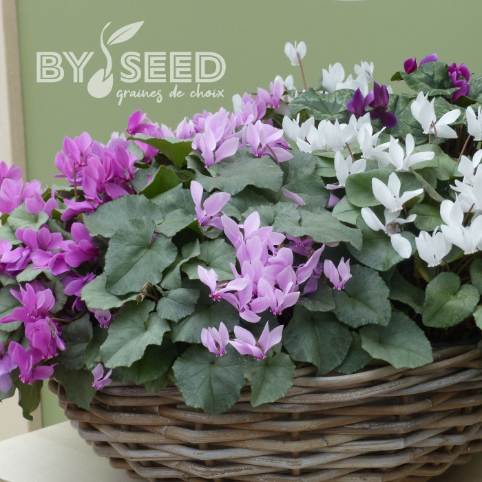 Cyclamen de Naples Lify® Pink Platinum