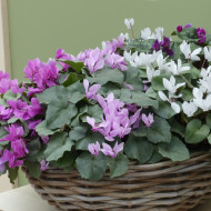 Cyclamen de Naples Lify® Pink Platinum