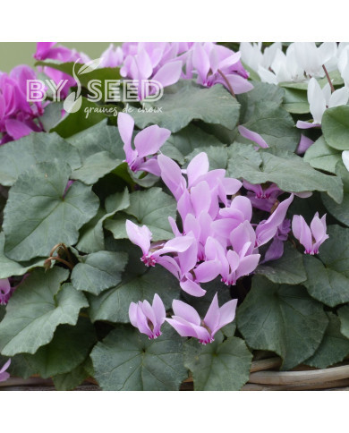 Cyclamen de Naples Lify® Pink Platinum