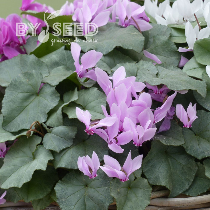 Cyclamen de Naples Lify® Pink Platinum