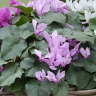 Cyclamen de Naples Lify® Pink Platinum