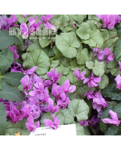 Cyclamen de Naples Lify® Pink Platinum