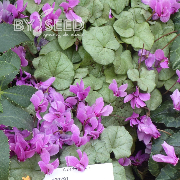 Cyclamen de Naples Lify® Pink Platinum