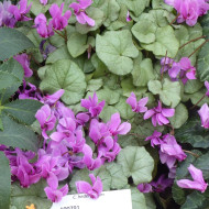 Cyclamen de Naples Lify® Pink Platinum