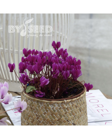 Cyclamen de Naples Lify® Purple Classic