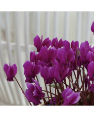 Cyclamen de Naples Lify® Pink Platinum