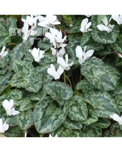 Cyclamen de Naples Lify® White Classic