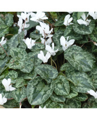 Cyclamen de Naples Lify® White Platinum