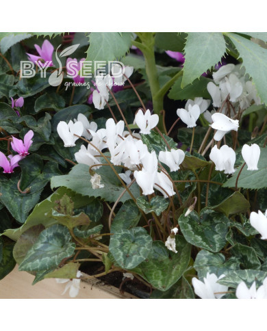 Cyclamen de Naples Lify® White Classic