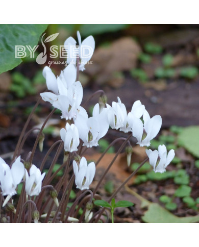 Cyclamen de Naples Lify® White Classic