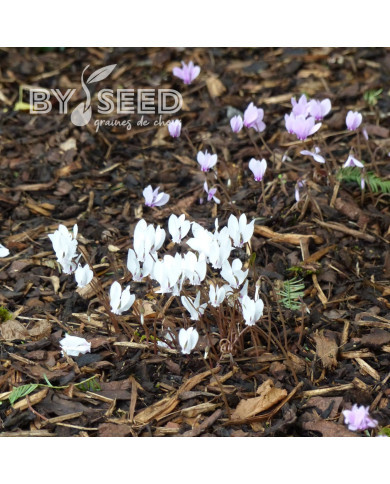 Cyclamen de Naples Lify® White Classic