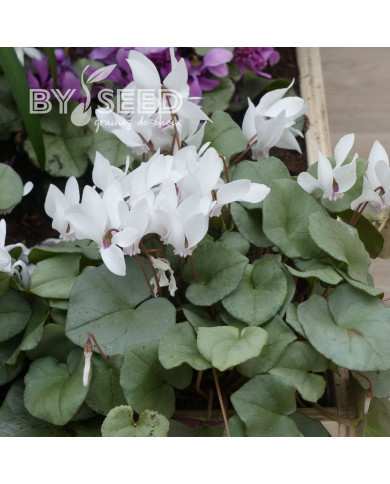 Cyclamen de Naples Lify® White Platinum