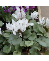 Cyclanthera pedata