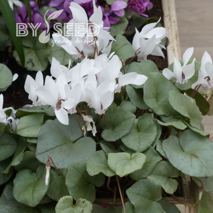 Cyclamen de Naples Lify® White Platinum