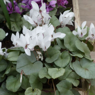 Cyclamen de Naples Lify® White Platinum