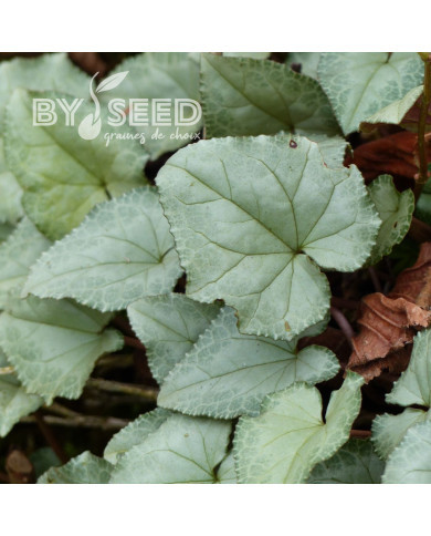 Cyclamen de Naples Lify® White Platinum