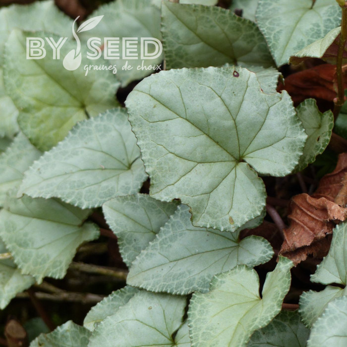 Cyclamen de Naples Lify® White Platinum