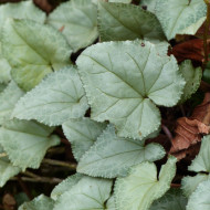 Cyclamen de Naples Lify® White Platinum