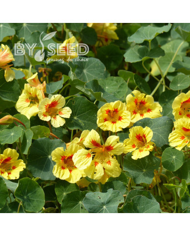 Capucine naine Peach Melba (superior)