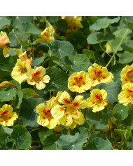 Capucine naine Peach Melba (superior) BIO