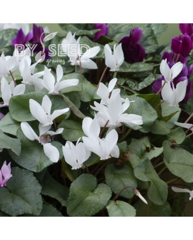 Cyclamen de Naples Lify® White Platinum