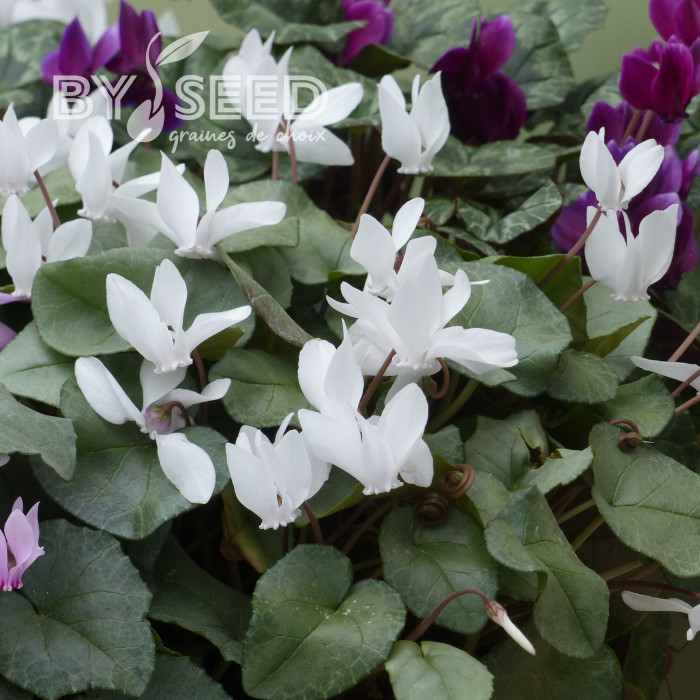 Cyclamen de Naples Lify® White Platinum