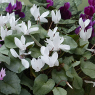 Cyclamen de Naples Lify® White Platinum