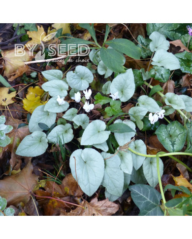 Cyclamen de Naples Lify® White Platinum