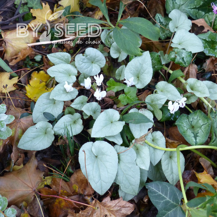 Cyclamen de Naples Lify® White Platinum