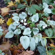 Cyclamen de Naples Lify® White Platinum