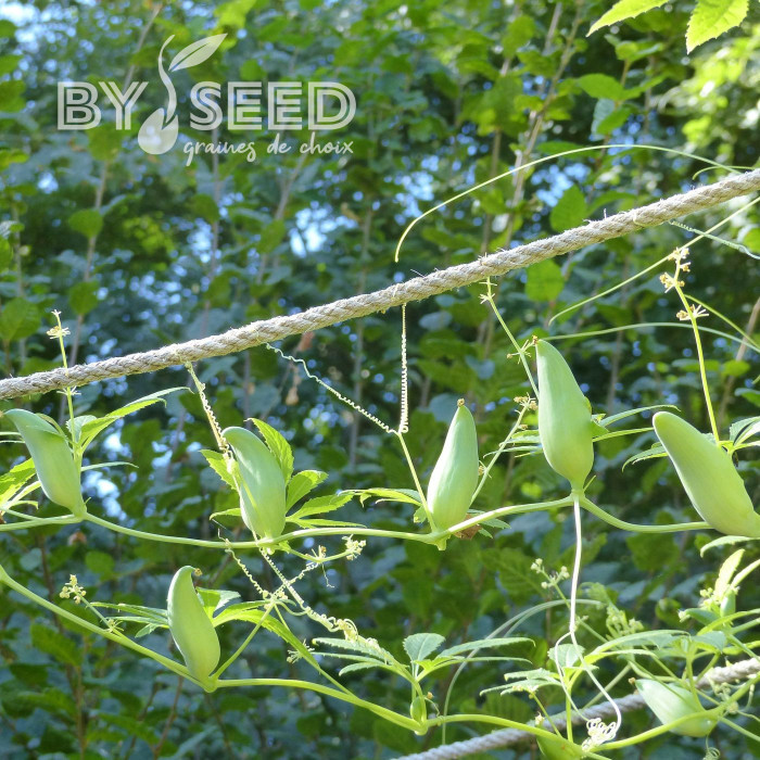 Cyclanthera pedata
