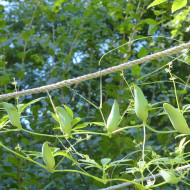 Cyclanthera pedata