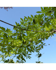 Cyclamen de Naples Lify® White Platinum