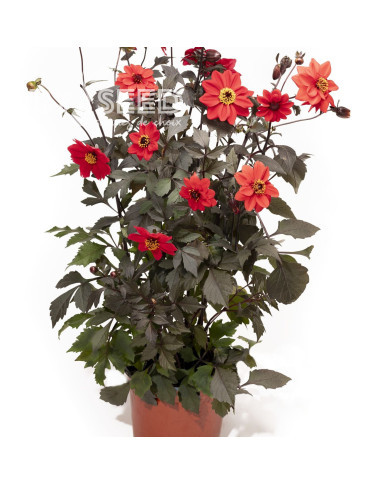 Dahlia Black Forest Ruby