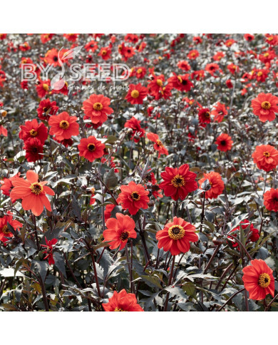 Dahlia Black Forest Ruby